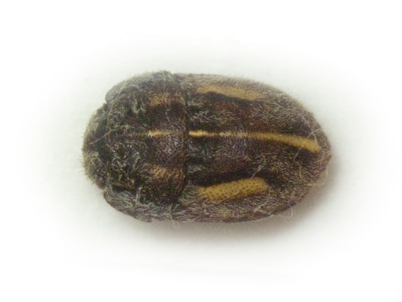 Odontoscelis (Odontoscelis) lineola Rambur, 1839